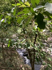 Syzygium tierneyanum