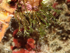 Lychaete pellucida