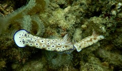 Hypselodoris tryoni