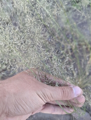 Eragrostis lehmanniana
