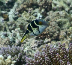 Canthigaster valentini