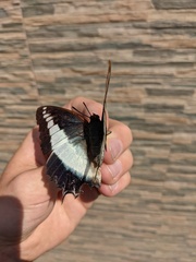 Charaxes brutus
