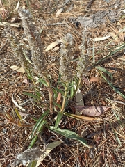 Echiostachys incanus