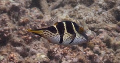 Canthigaster valentini