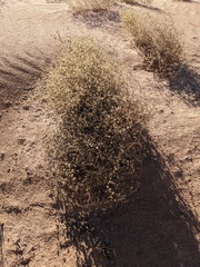 Dicoria canescens