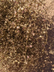 Dicoria canescens