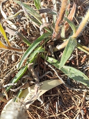 Echiostachys incanus