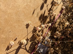 Dicoria canescens