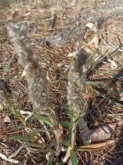 Echiostachys incanus