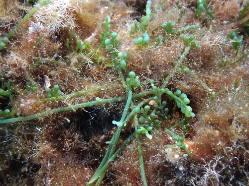 Caulerpa cylindracea