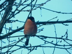 Pyrrhula pyrrhula