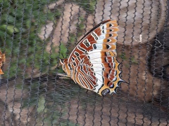 Charaxes saturnus