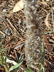 Echiostachys incanus