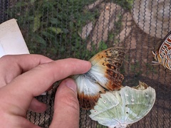Charaxes saturnus