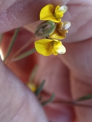 Lebeckia