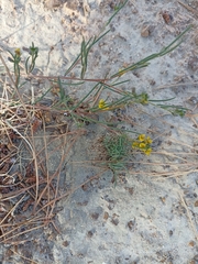 Lebeckia