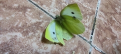 Pieris rapae