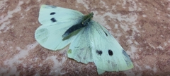 Pieris rapae