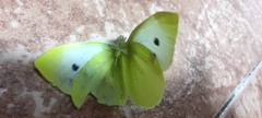 Pieris rapae