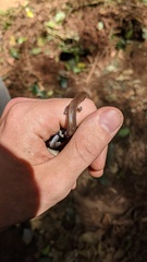 Panaspis wahlbergii