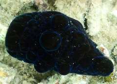 Coriocella nigra