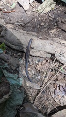 Panaspis wahlbergii