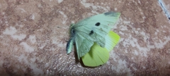 Pieris rapae