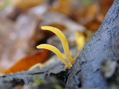 Calocera cornea