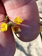Lebeckia
