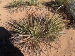 Yucca angustissima