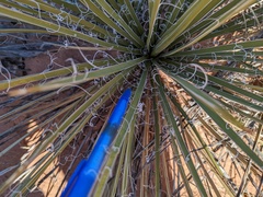 Yucca angustissima