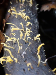 Calocera cornea
