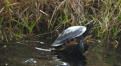Pseudemys floridana