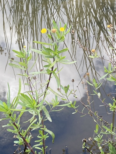 iNaturalist observation photo of Spanish False Fleabane