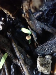 Cryptomarasmius corbariensis