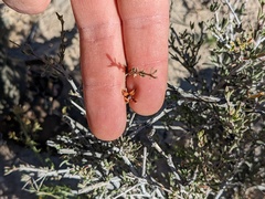 Coleogyne ramosissima