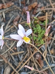 Cyanella