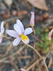 Cyanella