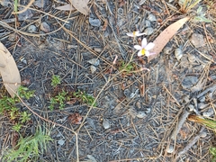 Cyanella