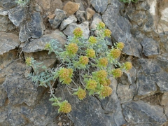 Teucrium aureum