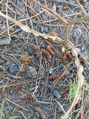 Cyanella