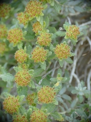 Teucrium aureum
