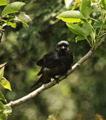Melaenornis pammelaina