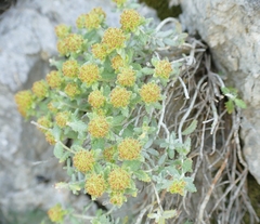 Teucrium aureum