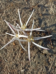 Gethyllis verticillata