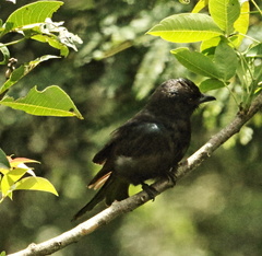 Melaenornis pammelaina