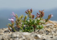 Chaenorhinum origanifolium