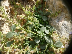 Chaenorhinum origanifolium