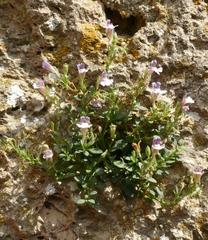 Chaenorhinum origanifolium