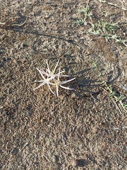 Gethyllis verticillata